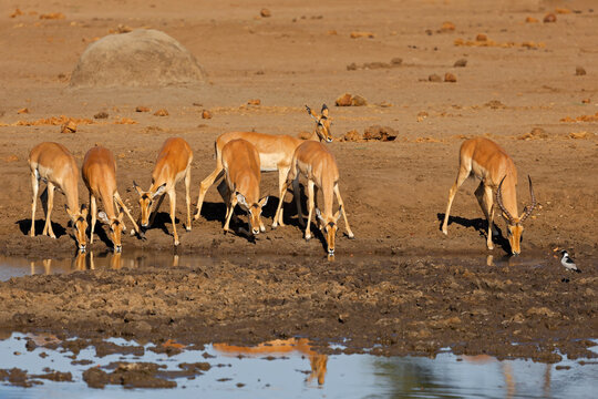A herd of impala antelopes (Aepyceros melampus) drinking water, Chobe National Park, Botswana