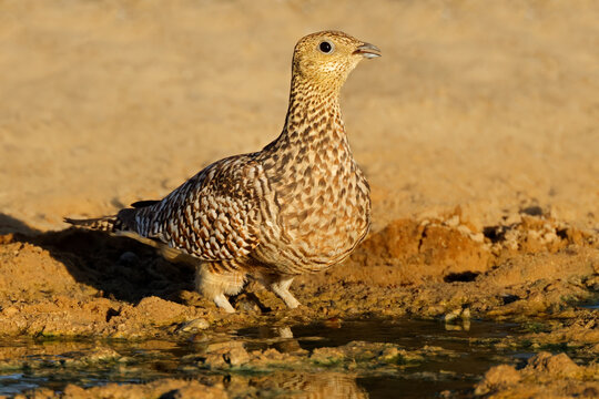 A female Namaqua sandgrouse (Pterocles namaqua) at a waterhole, Kalahari desert, South Africa