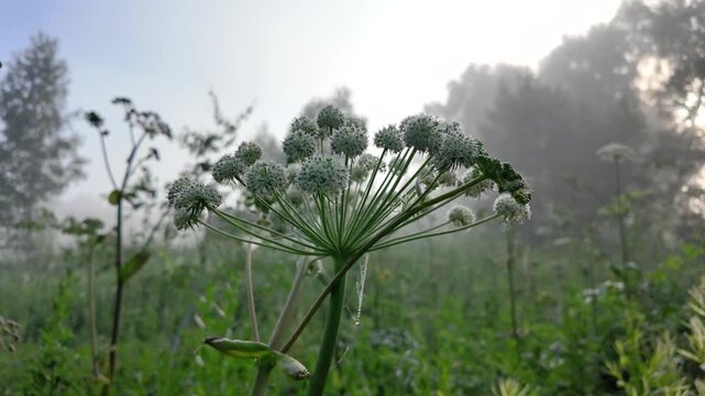 Close Up of Wild Angelica (Angelica sylvestris) with Dew Drops in Morning Fog, Peaceful Nature Scene