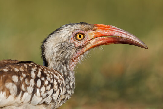 A southern red-billed hornbill (Tockus rufirostris) portrait, Chobe National Park, Botswana