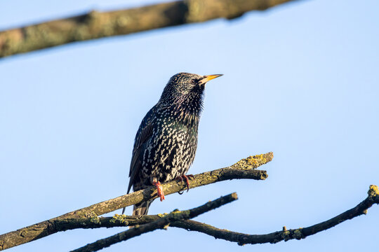 Common Starling (Sturnus vulgaris) Perched on a Branch Against a Clear Blue Sky