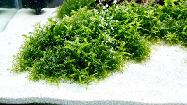 Close-up of lush green aquatic plants with tiny bubbles on white sand substrate in aquarium