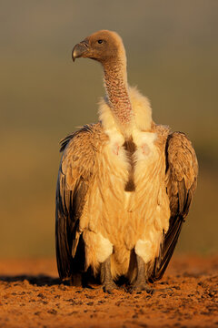 A white-backed vulture (Gyps africanus) perched on the ground in early morning light South Africa