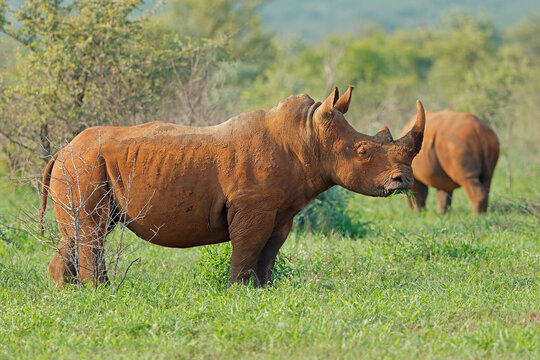 Endangered white rhinoceros (Ceratotherium simum) in lush green natural habitat, South Africa