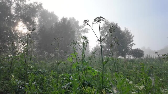 Wild Angelica (Angelica sylvestris) with Fresh Morning Dew, against a misty forest backdrop, atmospheric summer nature video