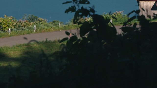 Deep blue lake viewed through silhouetted grass from the shade of trees overlooking a sloping road
