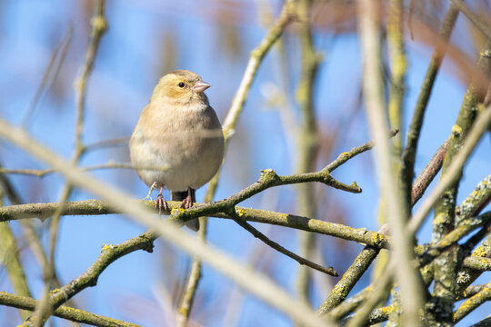 Female Chaffinch Perched on Lichen-Covered Branch Against Blue Winter Sky