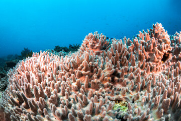 A coral colony on the reef at Heron Island in the southern Great Barrier Reef, Queensland, Australia. © Gary