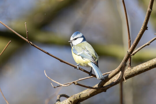 Blue Tit Perched on Bare Branch in Winter Sunlight &ndash; Cyanistes caeruleus Wildlife Nature Photography