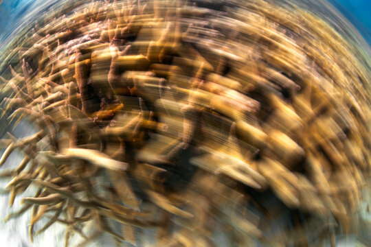 In-camera slow shutter motion blur creates an abstract view of coral reef textures at Heron Island on the Great Barrier Reef, Queensland.