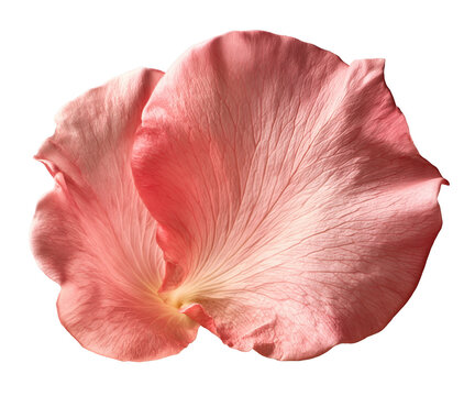 Soft pink rose petal isolated on transparent background