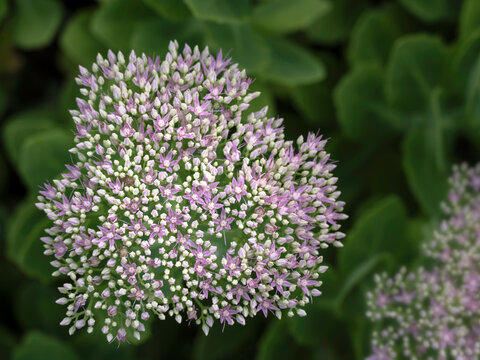 Closeup of emerging flower cluster of Ice Plant (Hylotelephium spectabile Brilliant Group) in a garden in late summer