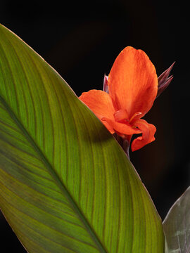 Closeup of flower of Canna &times; generalis 'Cannova Bronze Orange' isolated against a black background