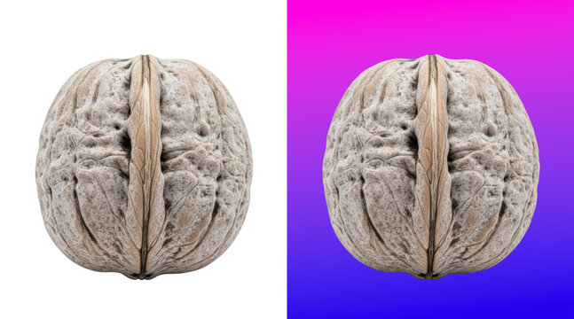 Closeup walnut shell with natural texture detail