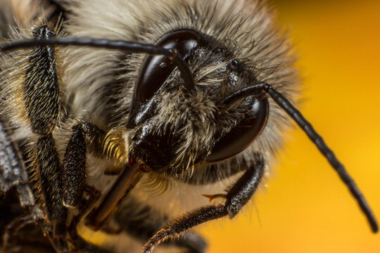 Macro close-up of honey bee Apis mellifera head, detailed insect facial features