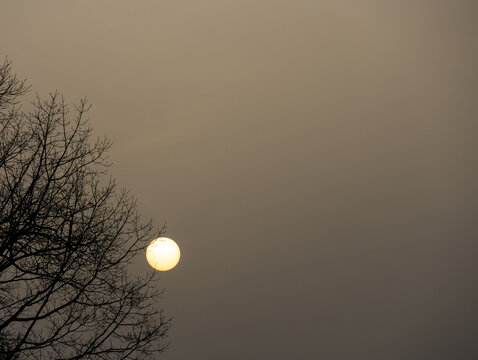 Foggy Winter Sunrise with Bare Tree Silhouette Against Hazy Gray Sky