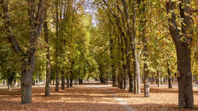 Paseo rodeado de &aacute;rboles con hojas ca&iacute;das en el suelo durante el oto&ntilde;o   