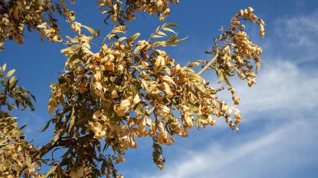 Ramas de &aacute;rbol con hojas secas y arrugadas bajo un cielo azul con nubes