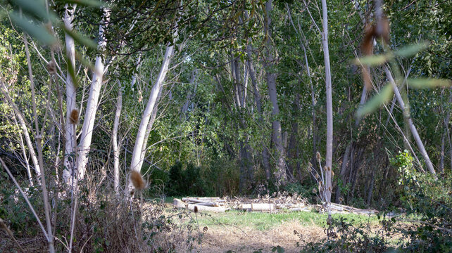 Bosque de &aacute;rboles con troncos blancos hojas verdes y vegetaci&oacute;n   