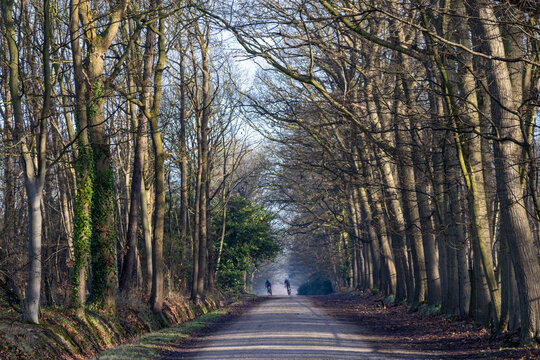 Cyclists Riding Through a Misty Tree-Lined Forest Avenue in Winter