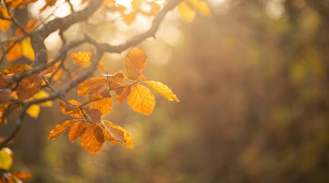 Vibrant orange autumn leaves swaying gently on tree branches in a beautiful park with warm sunlight, picturesque autumn backdrop