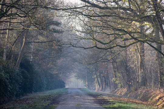 Misty Forest Road with Bare Tree Canopy Forming Natural Tunnel in Autumn Morning Light