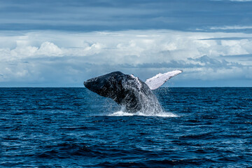 Giant humpback whale breaching out of the Pacific Ocean in front of the tropical coast of Bahía Solano, Colombia © Jalvan
