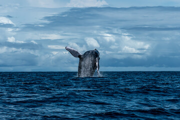 Giant humpback whale breaching out of the Pacific Ocean in front of the tropical coast of Bahía Solano, Colombia © Jalvan