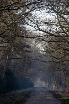 Misty Forest Path Through Bare Winter Trees with Atmospheric Fog and Dramatic Canopy