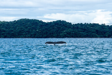 Humpback whale showing its tail fluke while diving in the tropical waters of Chocó, Colombia © Jalvan
