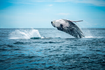 Giant humpback whale breaching out of the Pacific Ocean in front of the tropical coast of Bahía Solano, Colombia © Jalvan