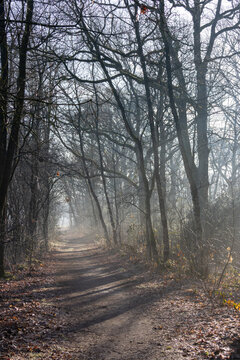 Misty Autumn Forest Path with Bare Trees and Ethereal Morning Fog