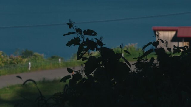 Deep blue lake viewed through silhouetted grass from the shade of trees overlooking a sloping road
