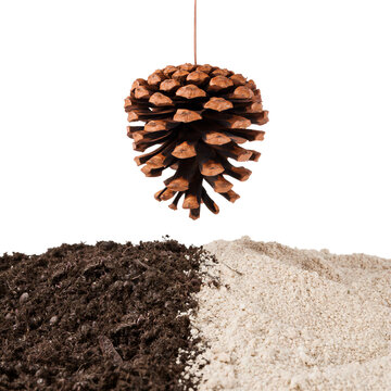 Pine cone suspended by a thin copper wire above a vertically split surface isolated on transparent background