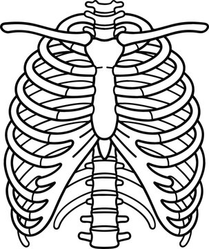 Human Rib Cage Anatomy Diagram Showing Ribs Sternum Clavicles and Thoracic Vertebrae