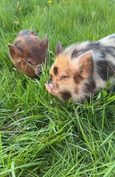A Pair of Cute Young Kunekune Piglets Standing in Tall Green Grass