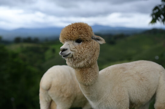 Alpaca animal wool fluffy brown white outdoor nature livestock mammal countryside farm animal enjoying peaceful moment in green landscape under cloudy sky