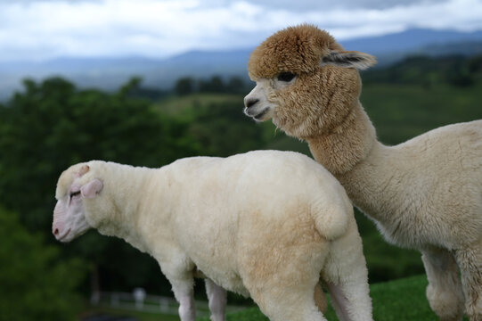 Alpaca sheep animal wool farm livestock countryside nature mammal fluffy outdoor grasslandAlpaca sheep animal wool farm livestock countryside nature mammal fluffy outdoor and grassland peaceful