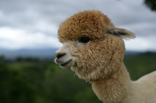 Alpaca animal mammal fluffy brown white fur outdoor nature livestock South America portrait