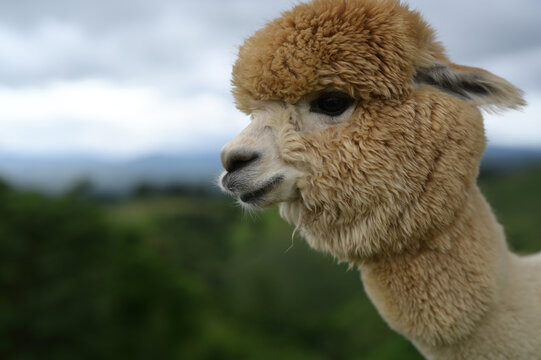 Fluffy alpaca brown fur animal closeup outdoor nature mammal livestock South America peaceful countryside cloudy sky