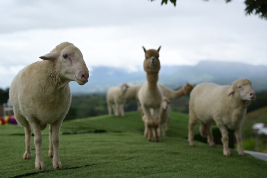 Sheep alpaca farm animal green grass outdoor countryside cloudy sky standing livestock rural peaceful nature grazing