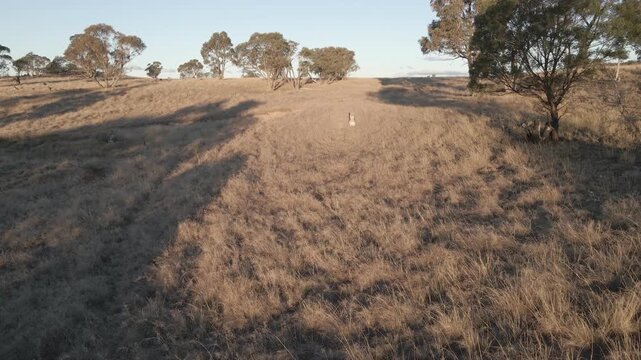 Low fly foward drone Kangaroo in field trees Australian alpine bush sunset