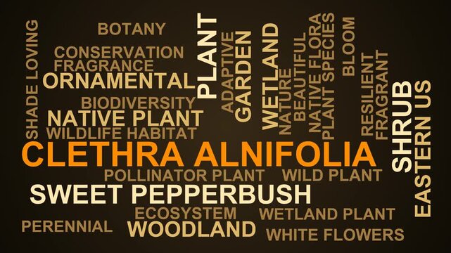 Clethra Alnifolia Word Cloud