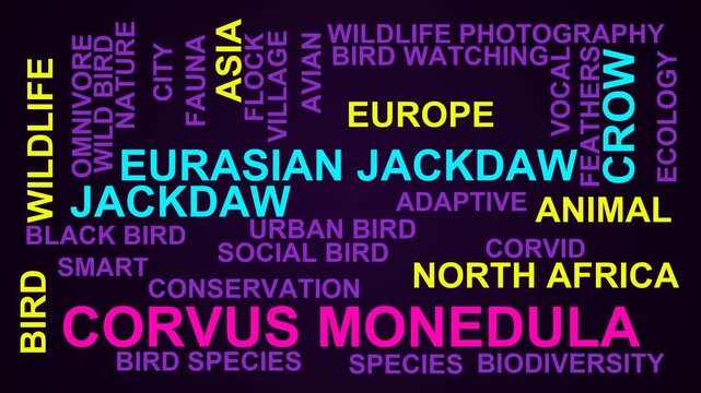 Corvus Monedula Word Cloud