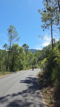 Ciclistas en circulando en fila bajando por una carretera entre de monta&ntilde;a entre bosques de pinos en Albacete , Yeste , Espa&ntilde;a 