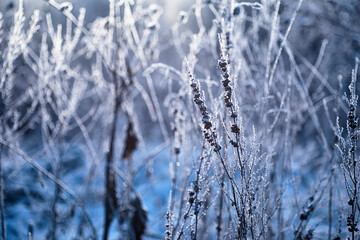 Obraz premium Winter atmospheric landscape with frost-covered dry plants during snowfall. Winter Christmas background