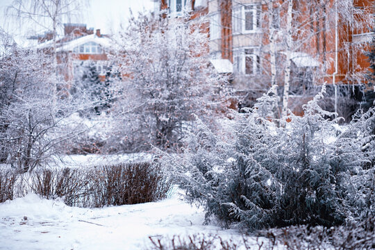 Winter atmospheric landscape with frost-covered dry plants during snowfall. Winter Christmas background