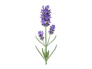 Fototapeta premium Fresh sprig of purple lavender flower isolated on transparent background for cosmetic and wellness design usage
