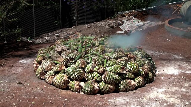 Wide establishing shot of a massive, rustic stone pit oven completely filled with halved agave, with thick white smoke rising from the center as the slow roasting process begins at an artisanal