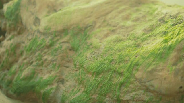 Long green algae strands drape over a wet rock beneath flowing stream water.